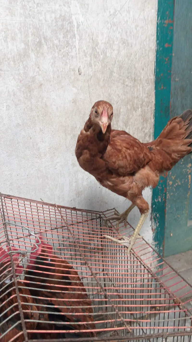 2 murge ek murgi — photo 2