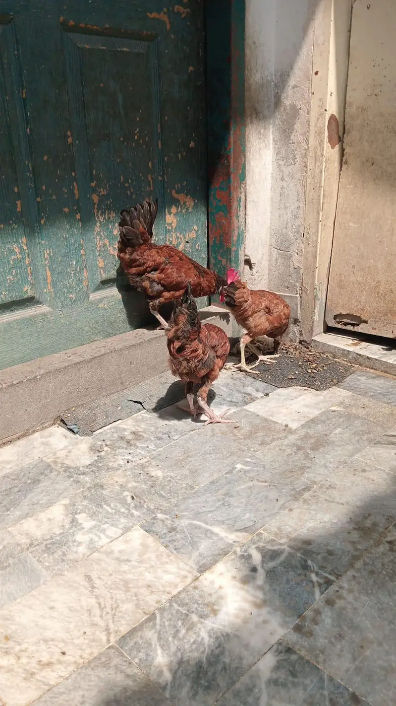2 murge ek murgi — photo 3