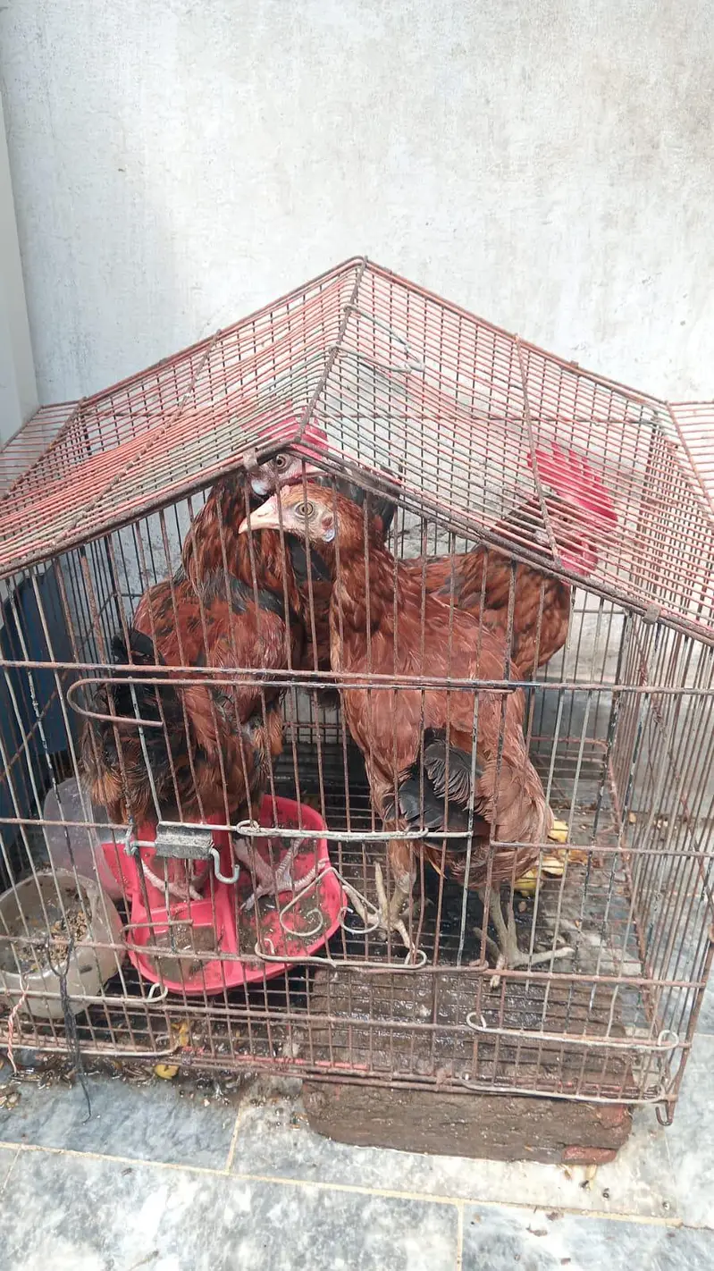 2 murge ek murgi — photo 4