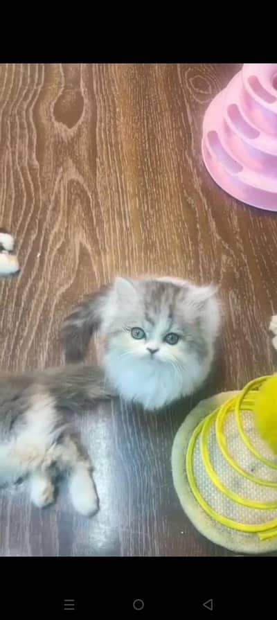 Quality Persian cat & Kittens. Male & female 03479996792. whatsapp