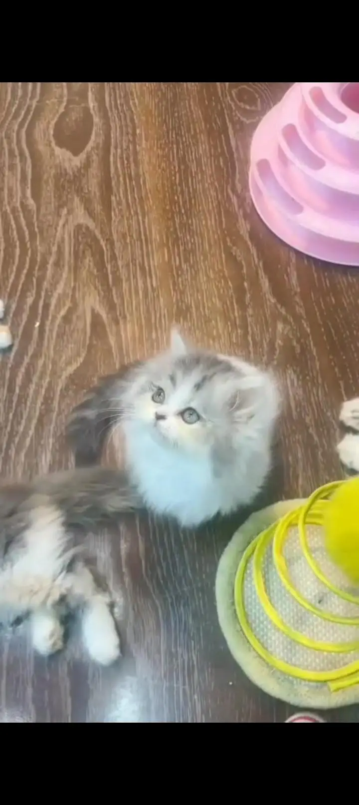 Quality Persian cat & Kittens. Male & female 03479996792. whatsapp — photo 3