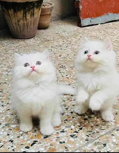 (Persian female kitten) (for sale all) (Pakistan delivery available)