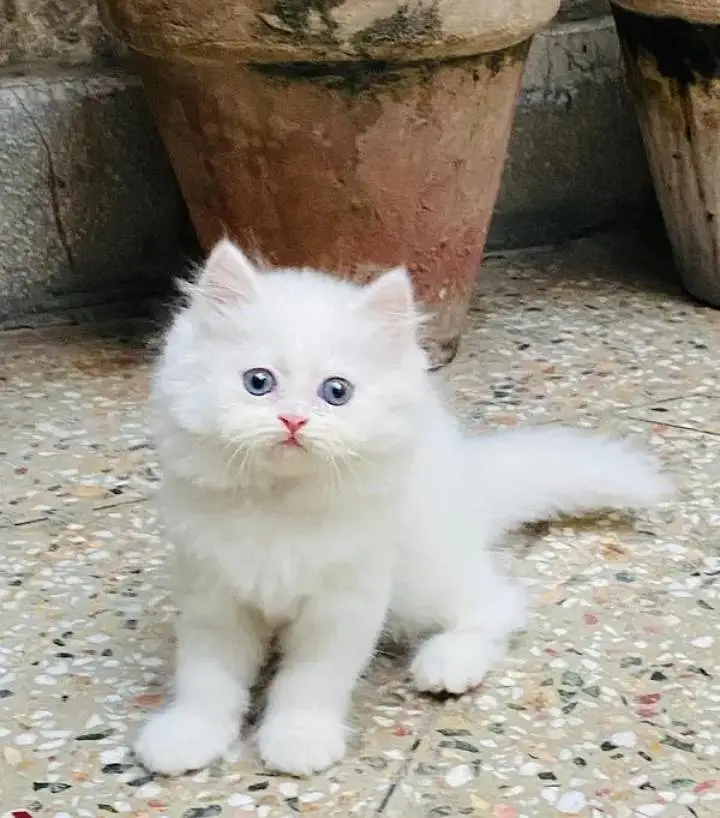 (Persian female kitten) (for sale all) (Pakistan delivery available) — photo 2