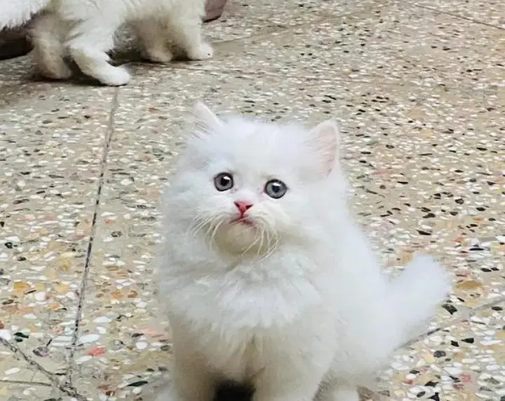 (Persian female kitten) (for sale all) (Pakistan delivery available) — photo 3