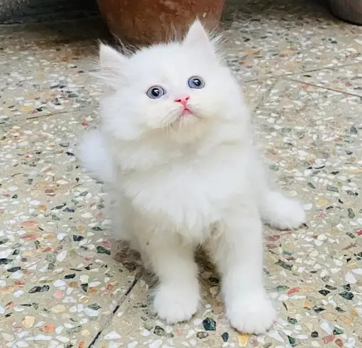 (Persian female kitten) (for sale all) (Pakistan delivery available) — photo 4