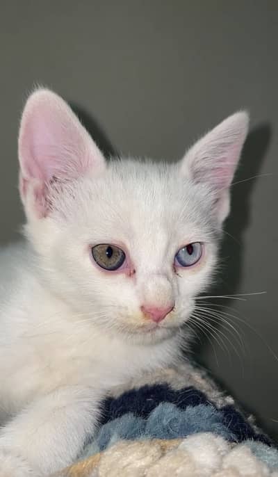 5 Cats for Sale