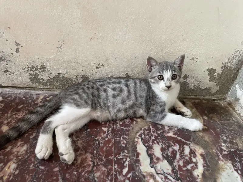 5 Cats for Sale — photo 2