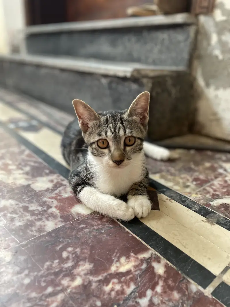 5 Cats for Sale — photo 3