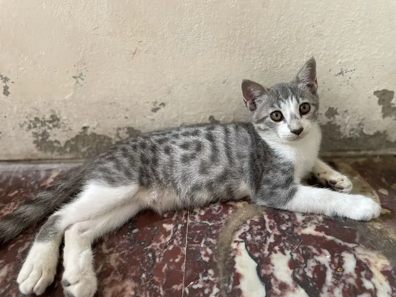 5 Cats for Sale — photo 4