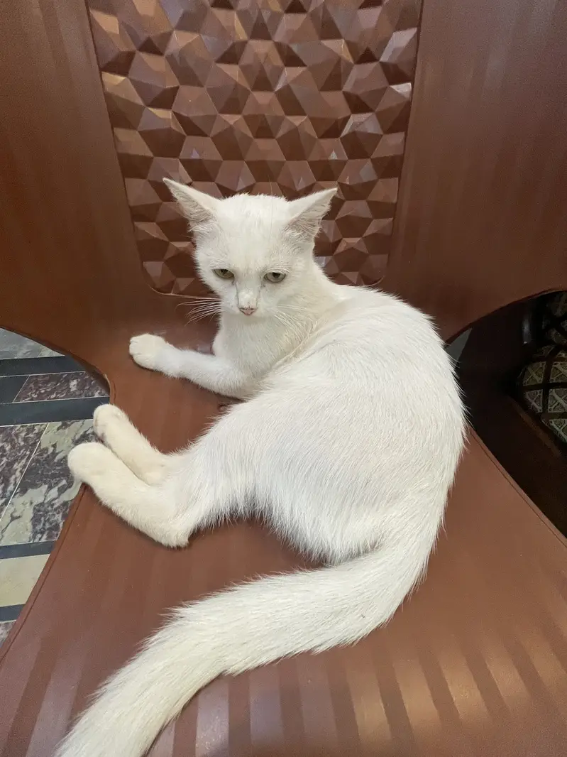 5 Cats for Sale — photo 5
