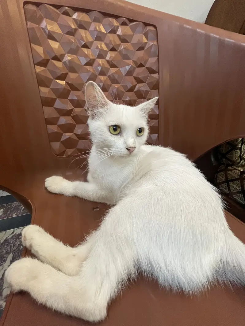 5 Cats for Sale — photo 6