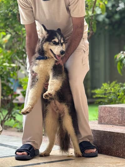 Husky Dog Wolly Coat