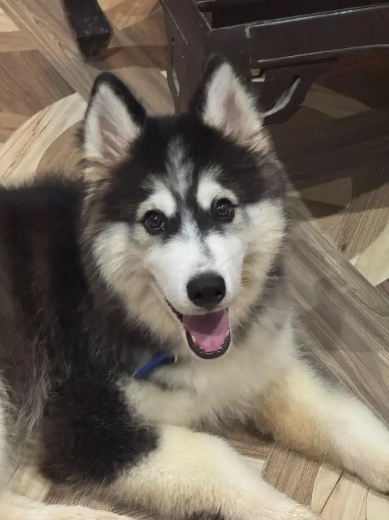 Husky Dog Wolly Coat — photo 2