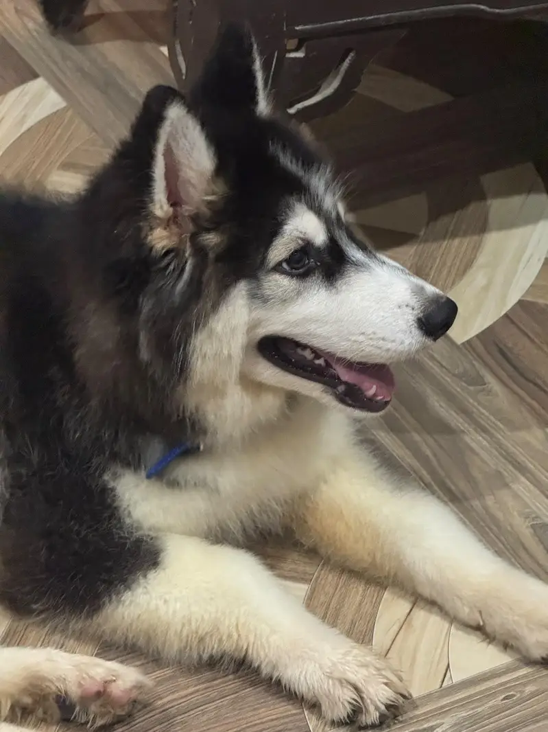 Husky Dog Wolly Coat — photo 3