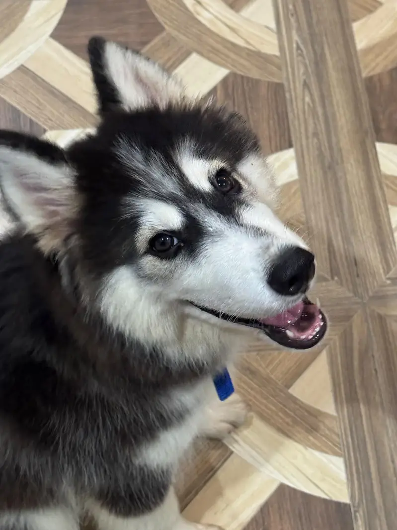 Husky Dog Wolly Coat — photo 4