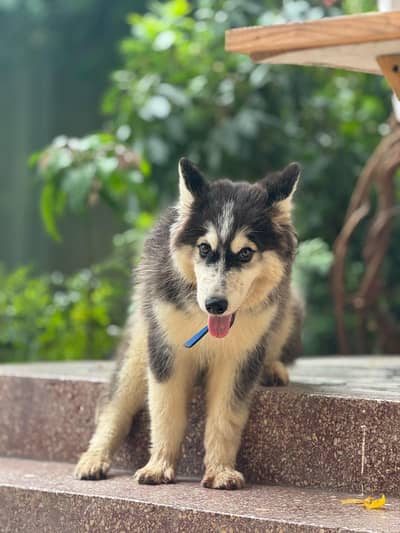 Husky Dog Wolly Coat