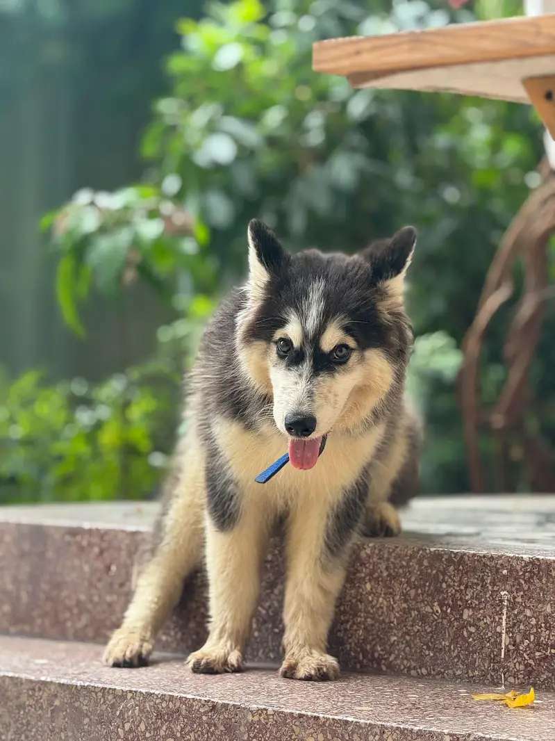 Husky Dog Wolly Coat — photo 5