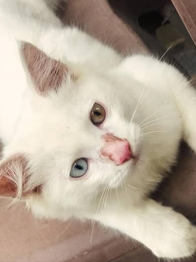 persion cat for sale well trained cat
