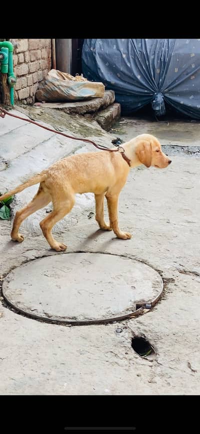 Labrador
