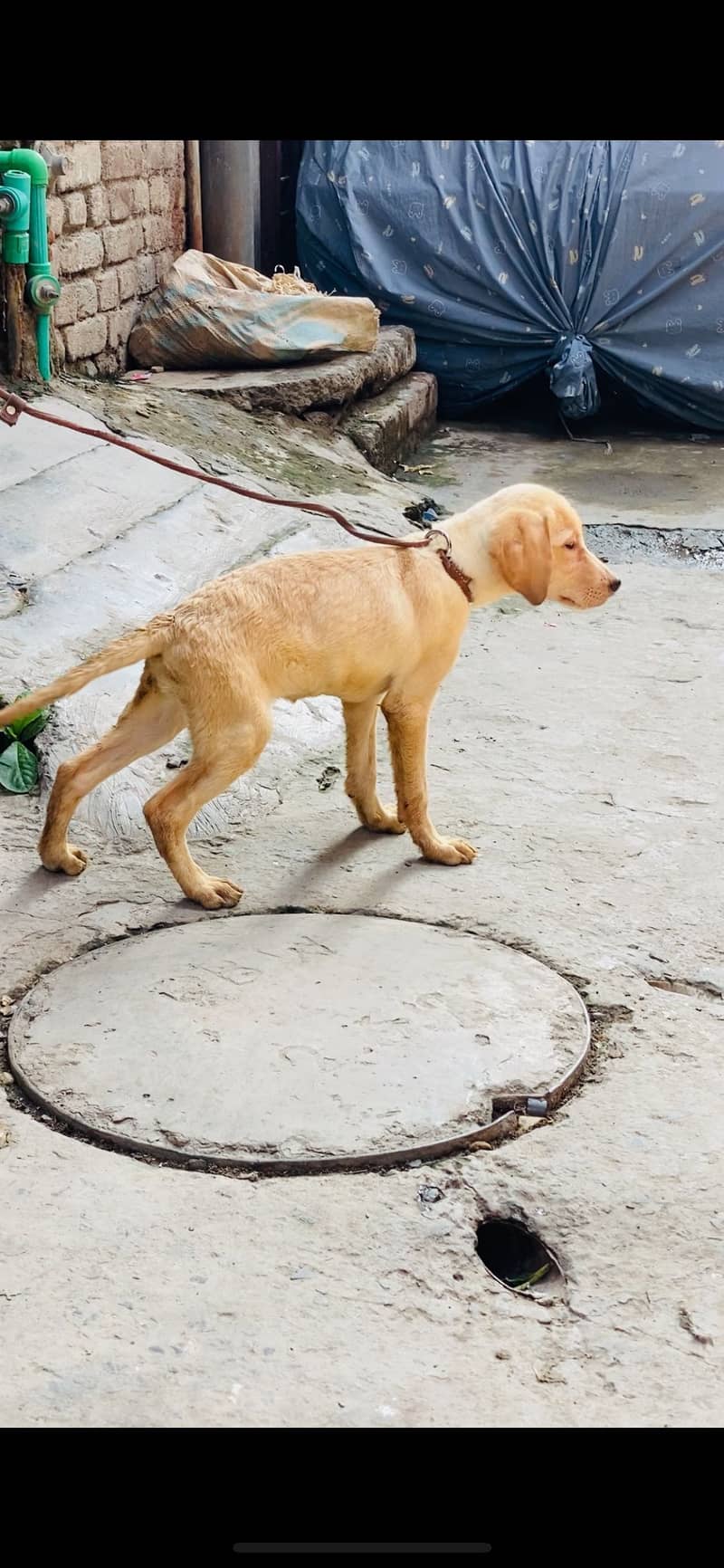 Labrador 0