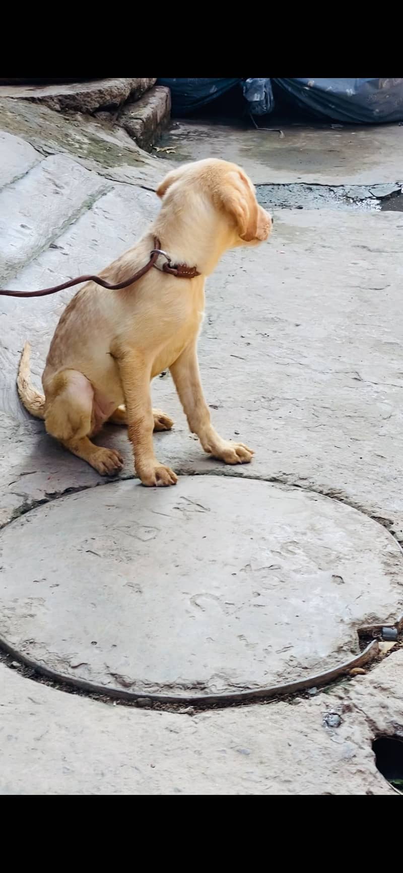 Labrador 1