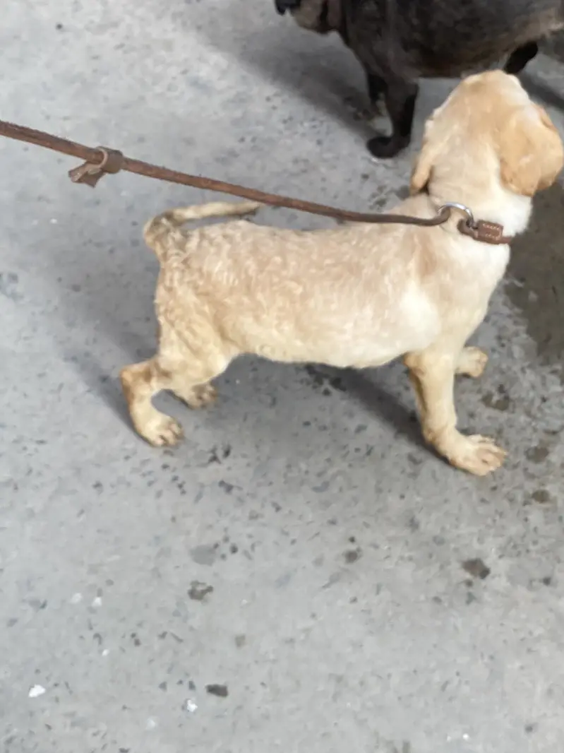 Labrador — photo 3