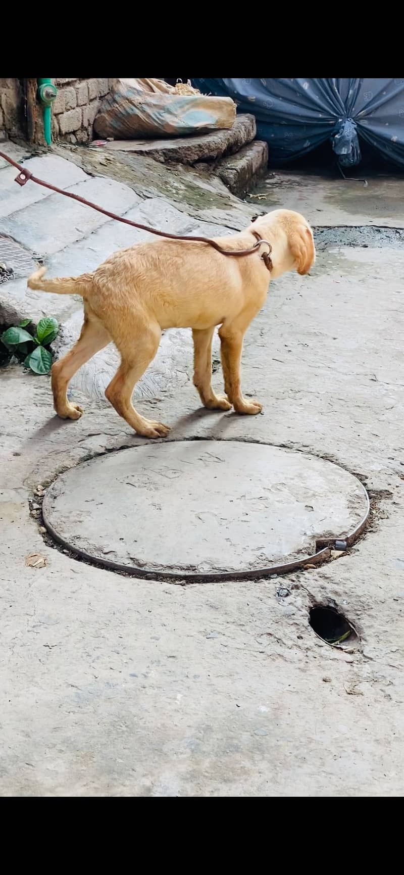 Labrador 3