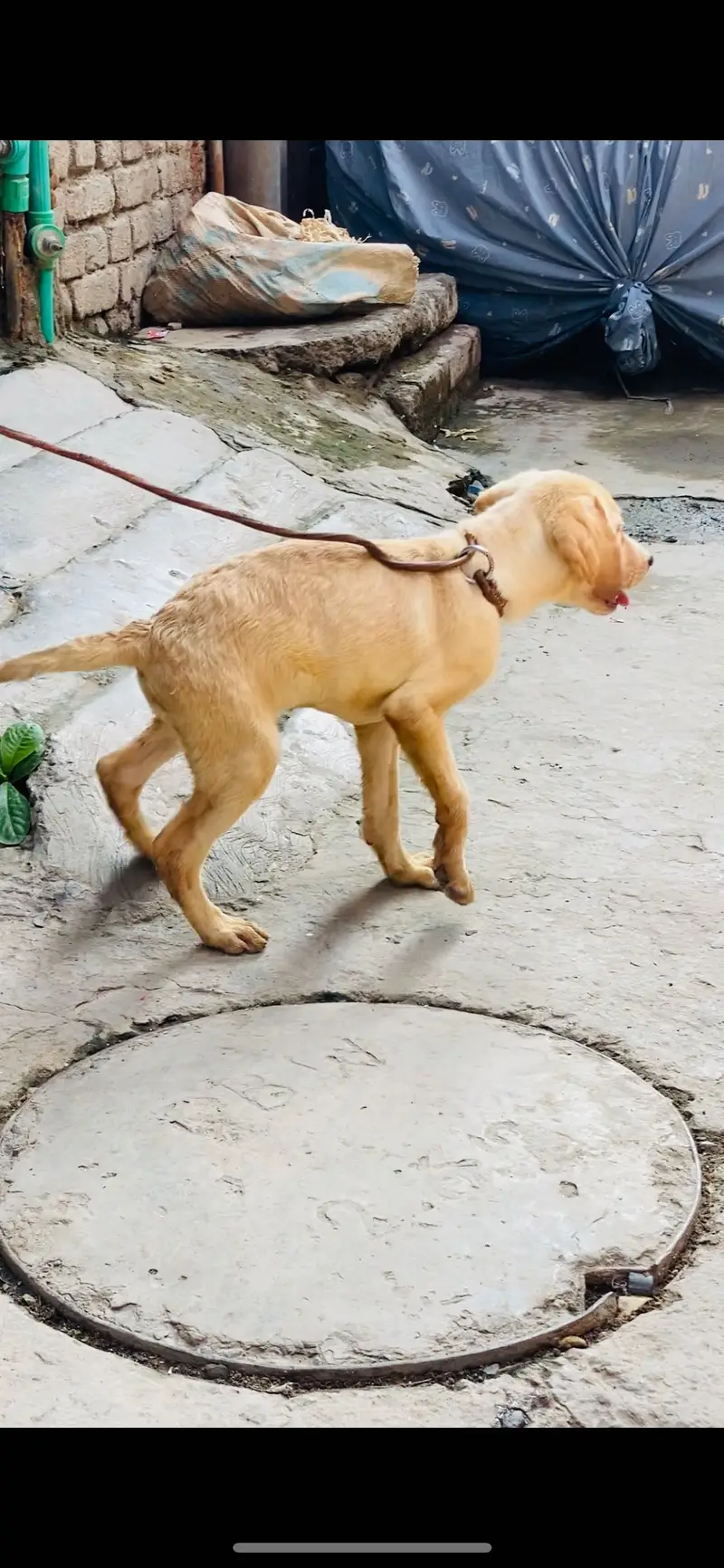Labrador — photo 5
