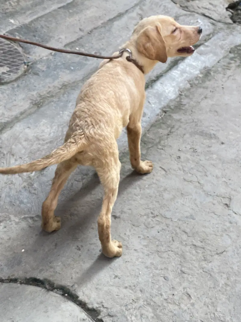 Labrador — photo 6