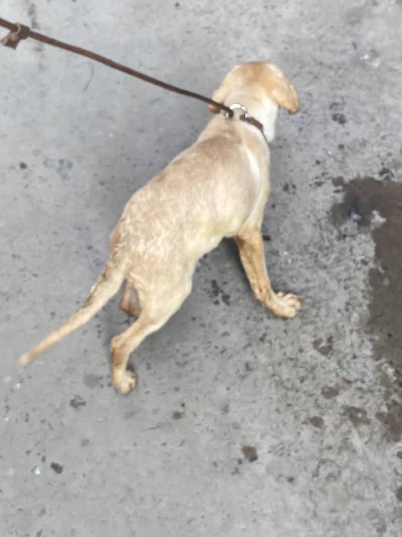 Labrador 6