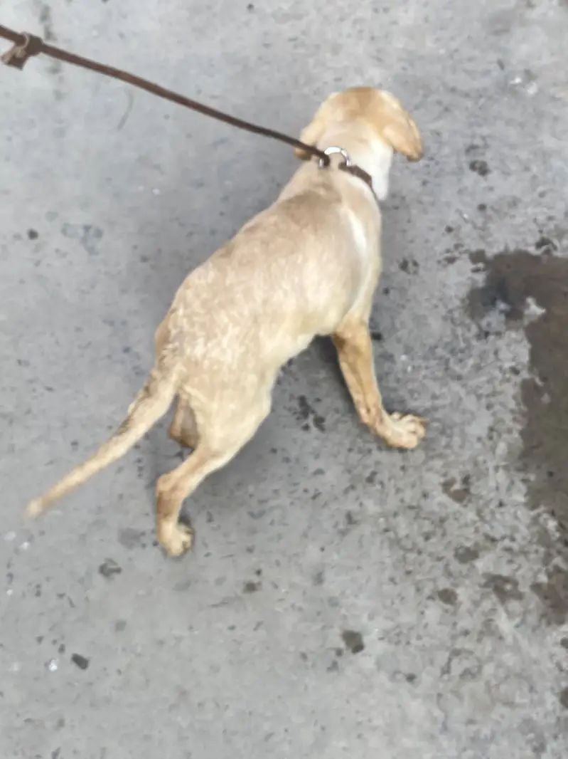 Labrador — photo 7