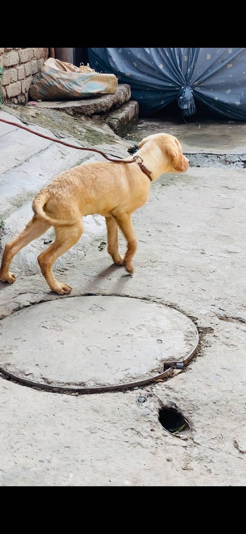 Labrador 7