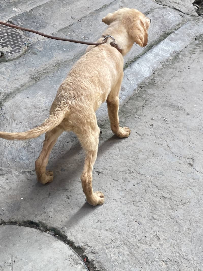 Labrador 8