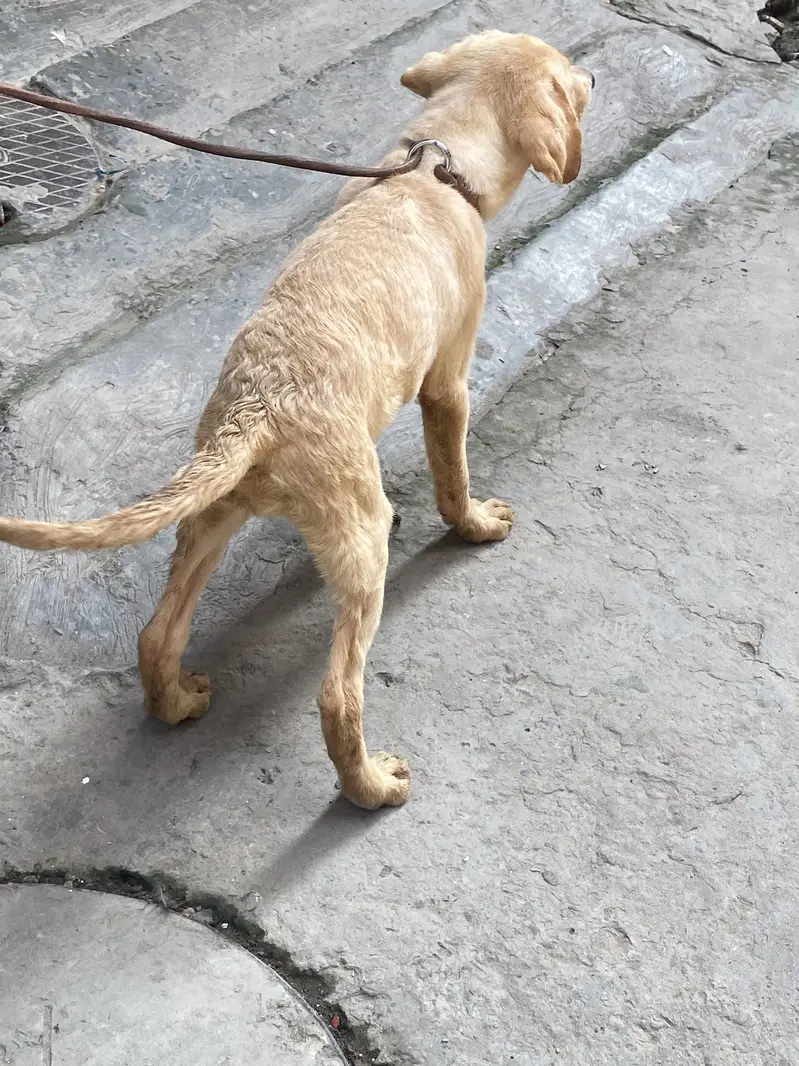 Labrador — photo 9