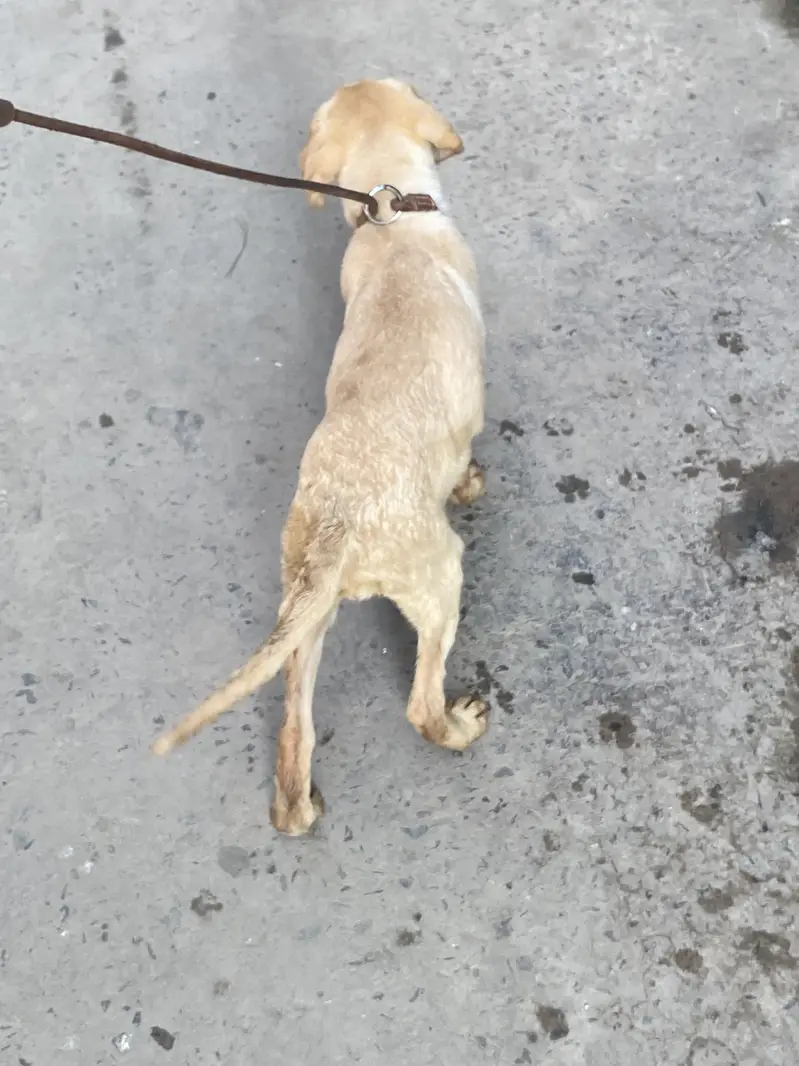 Labrador — photo 10