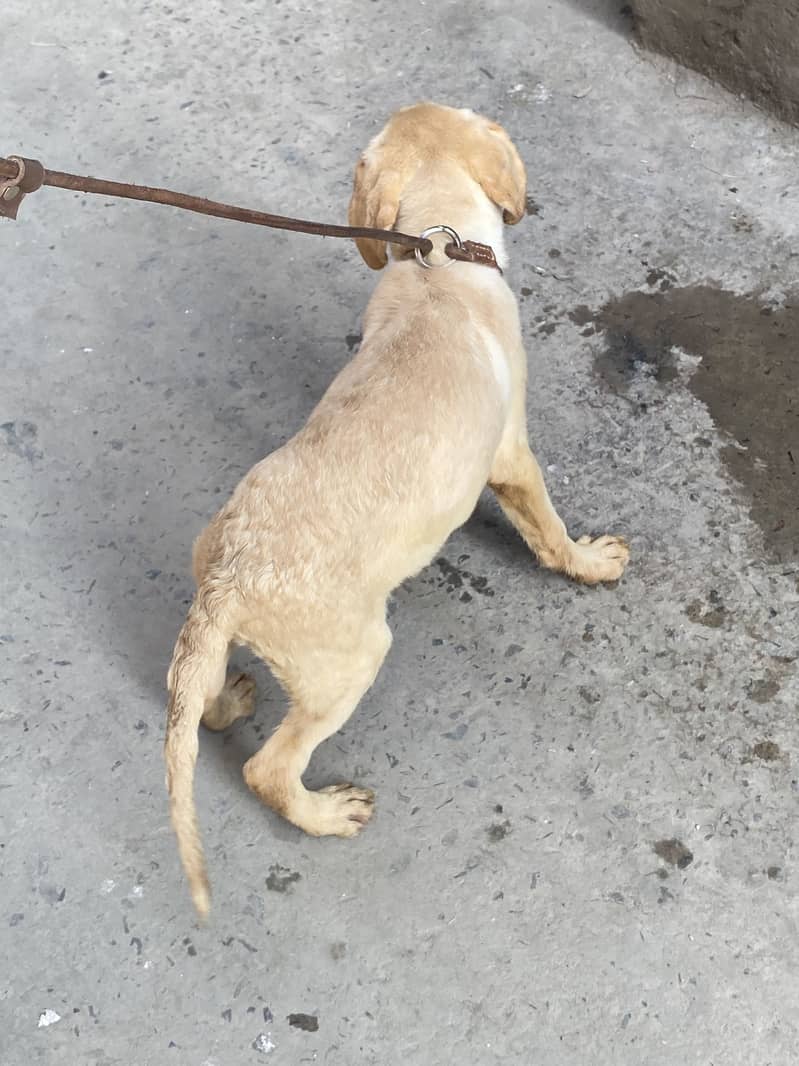 Labrador 10