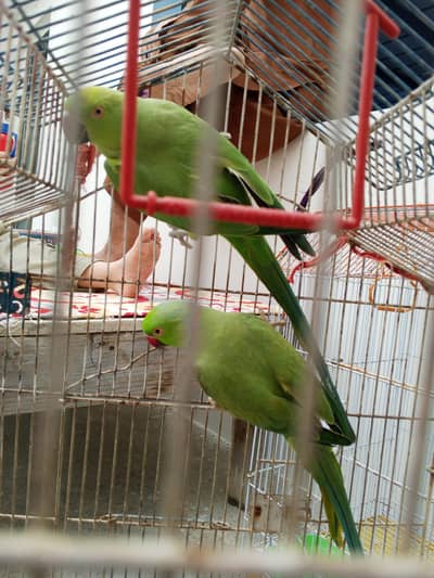 ringneck