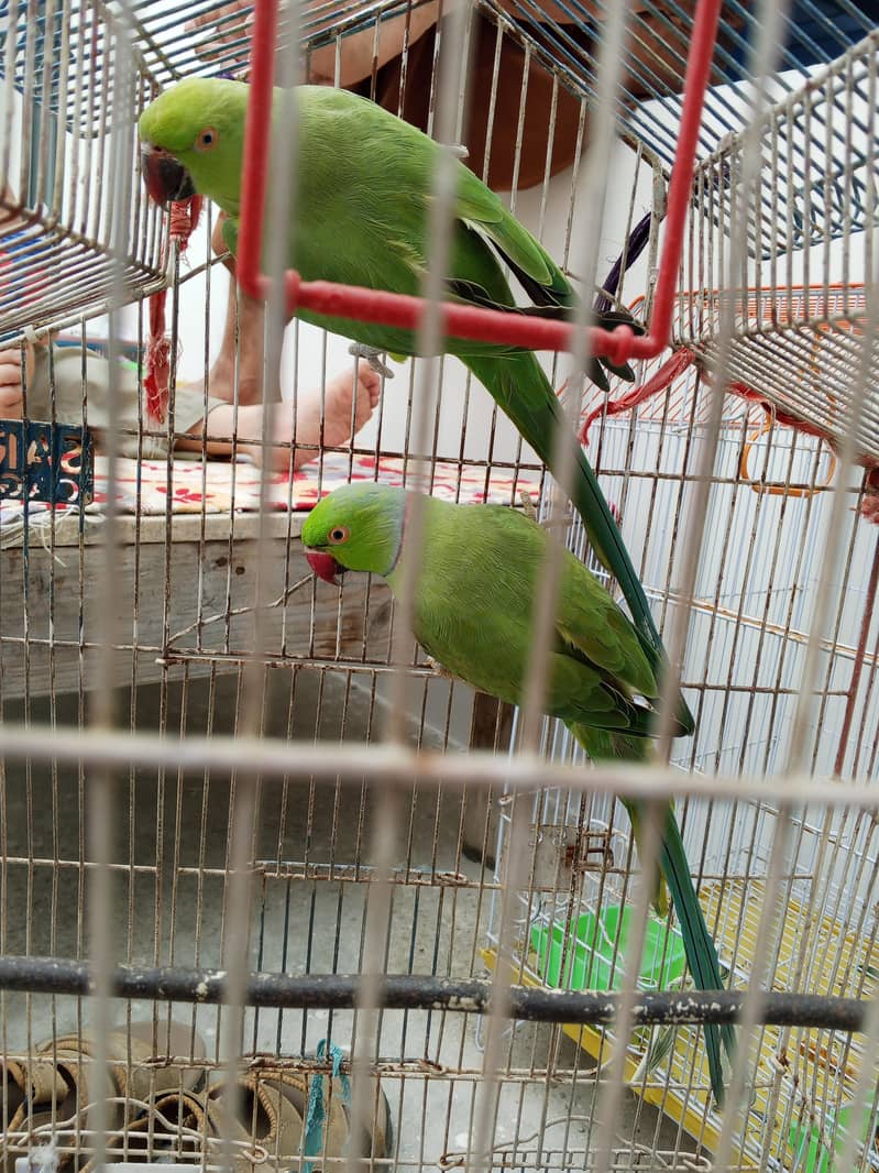 ringneck 1