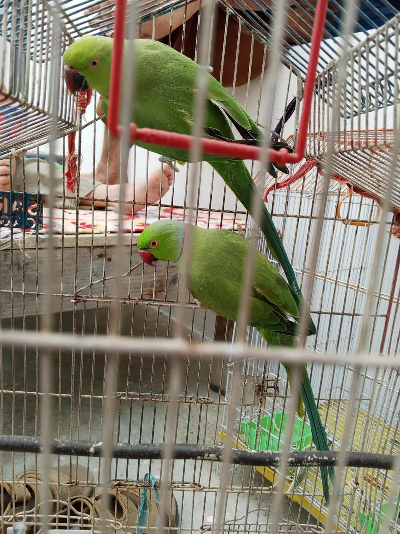 ringneck — photo 2