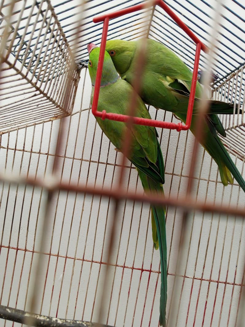 ringneck 2