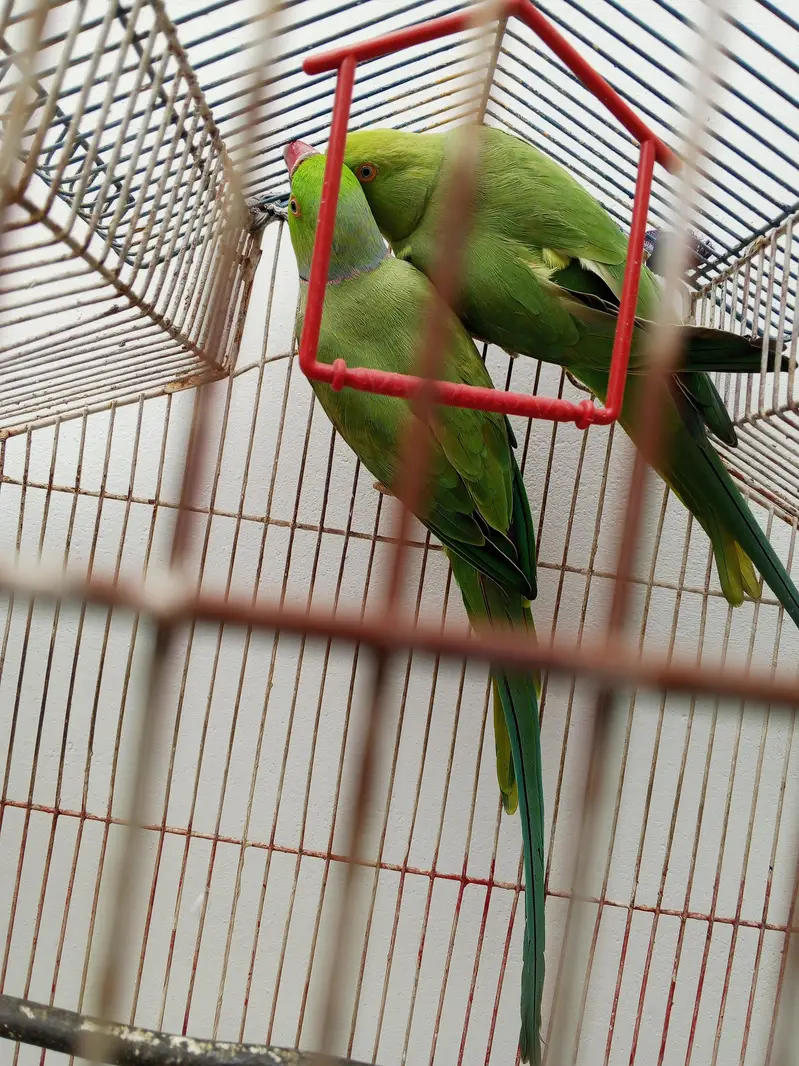 ringneck — photo 3
