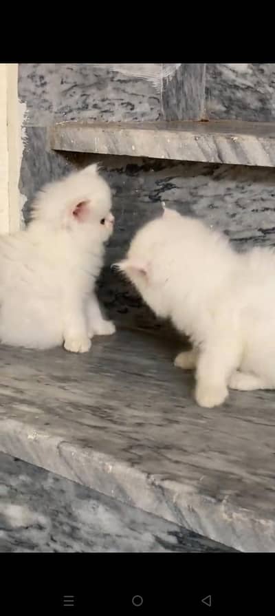Quality Persian cat & Kittens. Male & female 03479996792. whatsapp