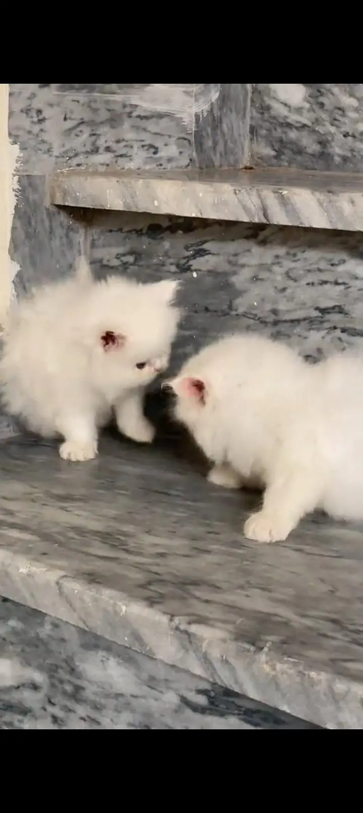 Quality Persian cat & Kittens. Male & female 03479996792. whatsapp — photo 2
