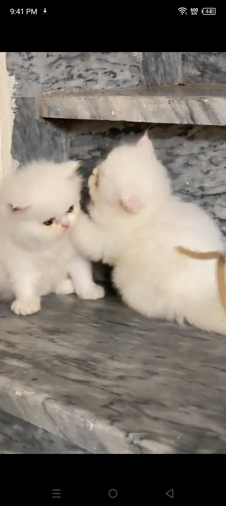 Quality Persian cat & Kittens. Male & female 03479996792. whatsapp — photo 3