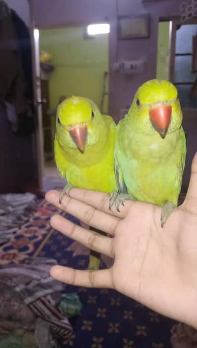 Hand tamed ringneck pair.