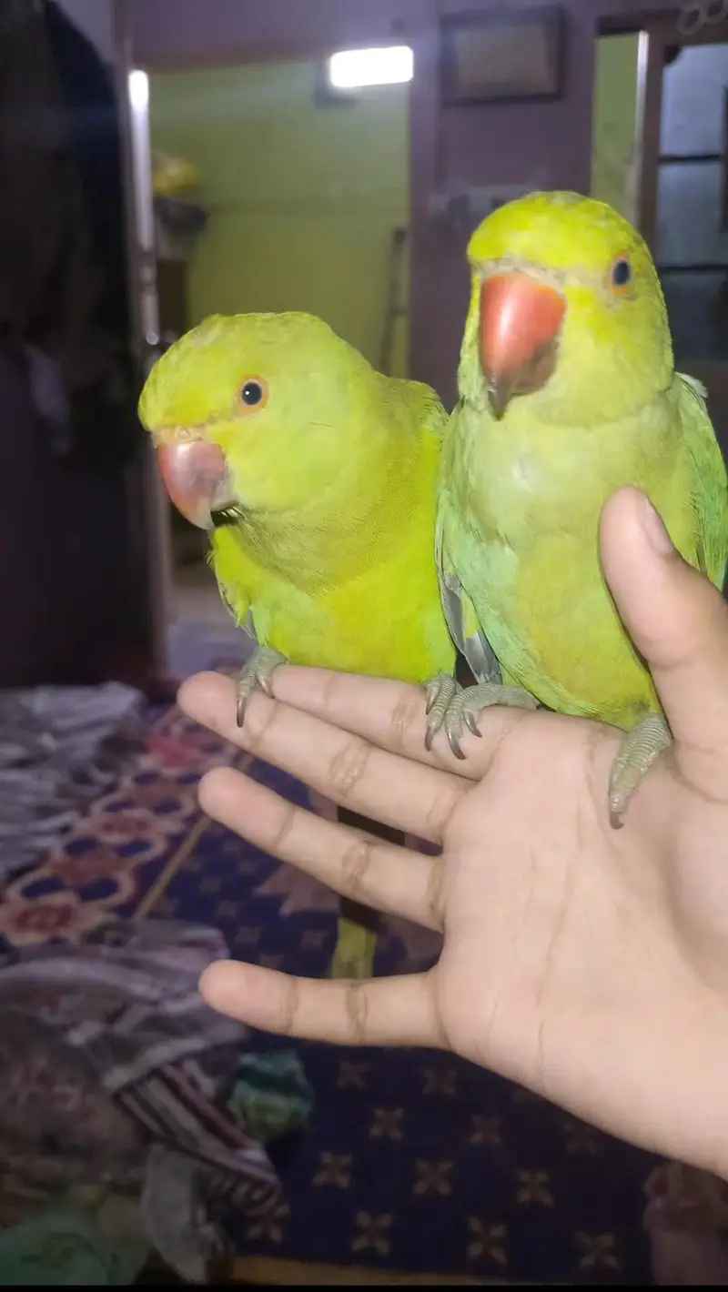 Hand tamed ringneck pair. — photo 2