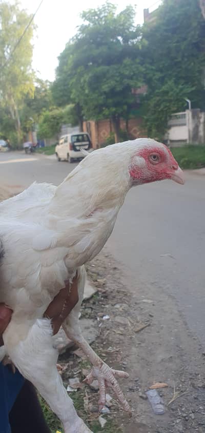 home breed aseel hen