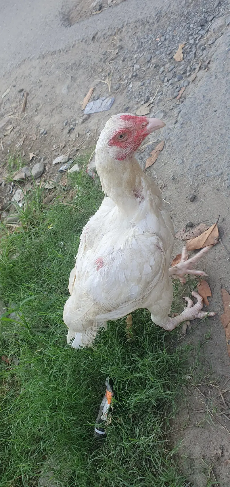 home breed aseel hen — photo 3