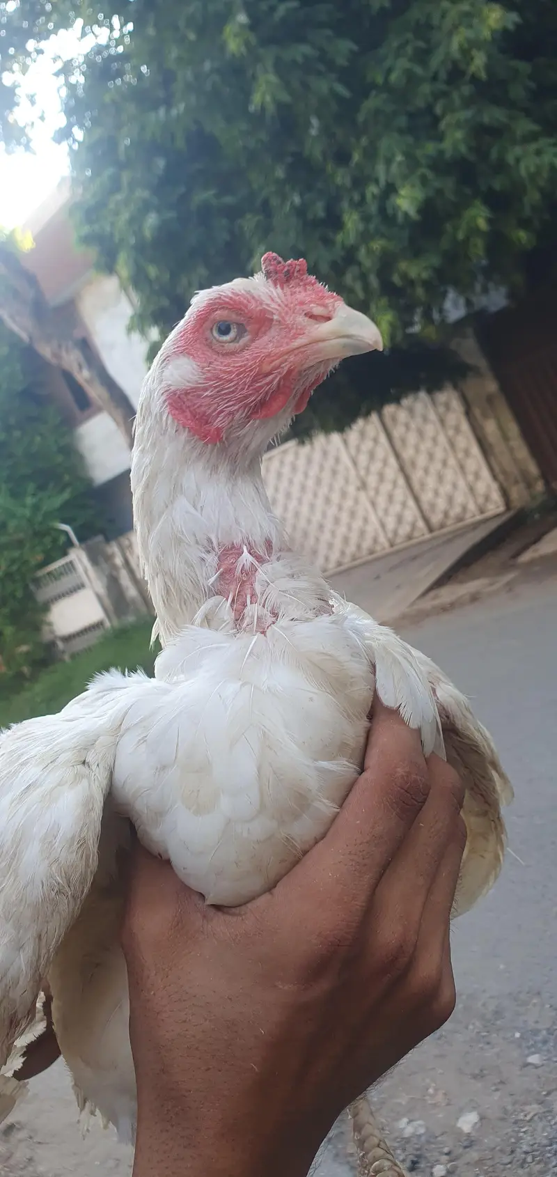 home breed aseel hen — photo 4