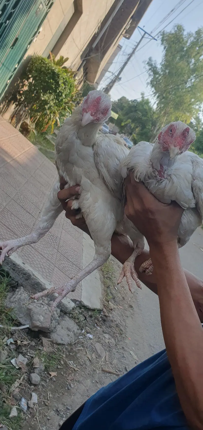 home breed aseel hen — photo 6